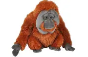 CK ORANGUTAN MALE