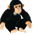 CK CHIMPANZEE