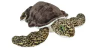 CK GREEN SEA TURTLE