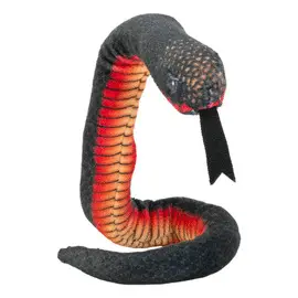 Coilkins Red-Bellied Black Snake