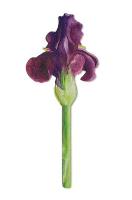 Flower Bookmarks Painted Iris