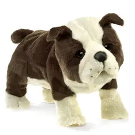 ENGLISH BULLDOG PUPPY