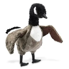 GOOSE, CANADA