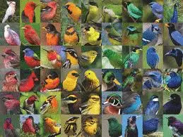 RAINBOW OF BIRDS - ROMPECABEZAS DE 1000 PIECES