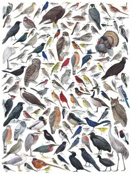 BIRDS OF EASTERN/CENTRAL NORTH AMERICA