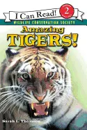 AMAZING TIGERS!