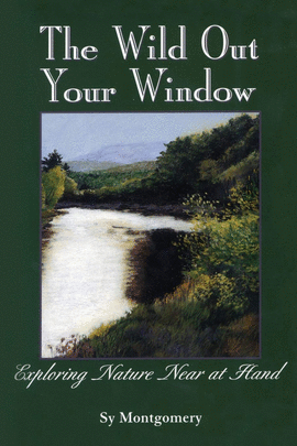 THE WILD OUT YOUR WINDOW