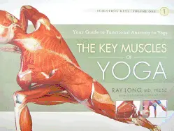 THE KEY MUSCLES OF YOGA