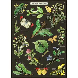 CATERPILLARS & BUTTERFLIES WRAP - ORUGAS Y MARIPOSAS AFICHE
