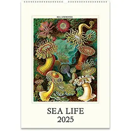 CAL25-27 SEA LIFE 2025 WALL CALENDAR