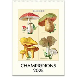 CAL25-28 CHAMPIGNONS 2025 WALL CALENDAR