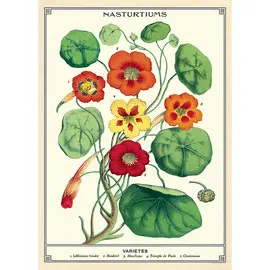 Nasturtiums Wrap - Nasturtiums Afiche