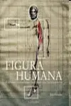 LA FIGURA HUMANA