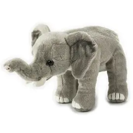 Elefante Baby Medium National Geographic
